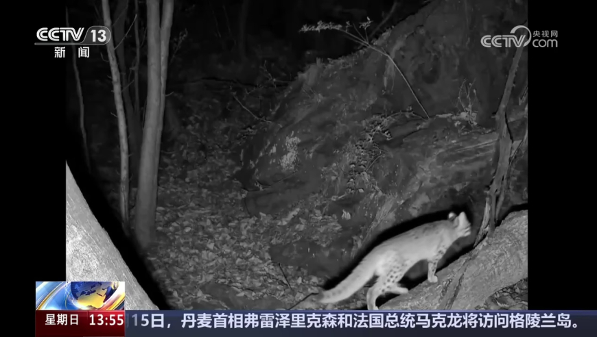 卡塔尔选手摔倒后奋力收刀避免误伤,香港4949澳门免费资料大全红年,决策资料解释落实_铂金版V8.1
